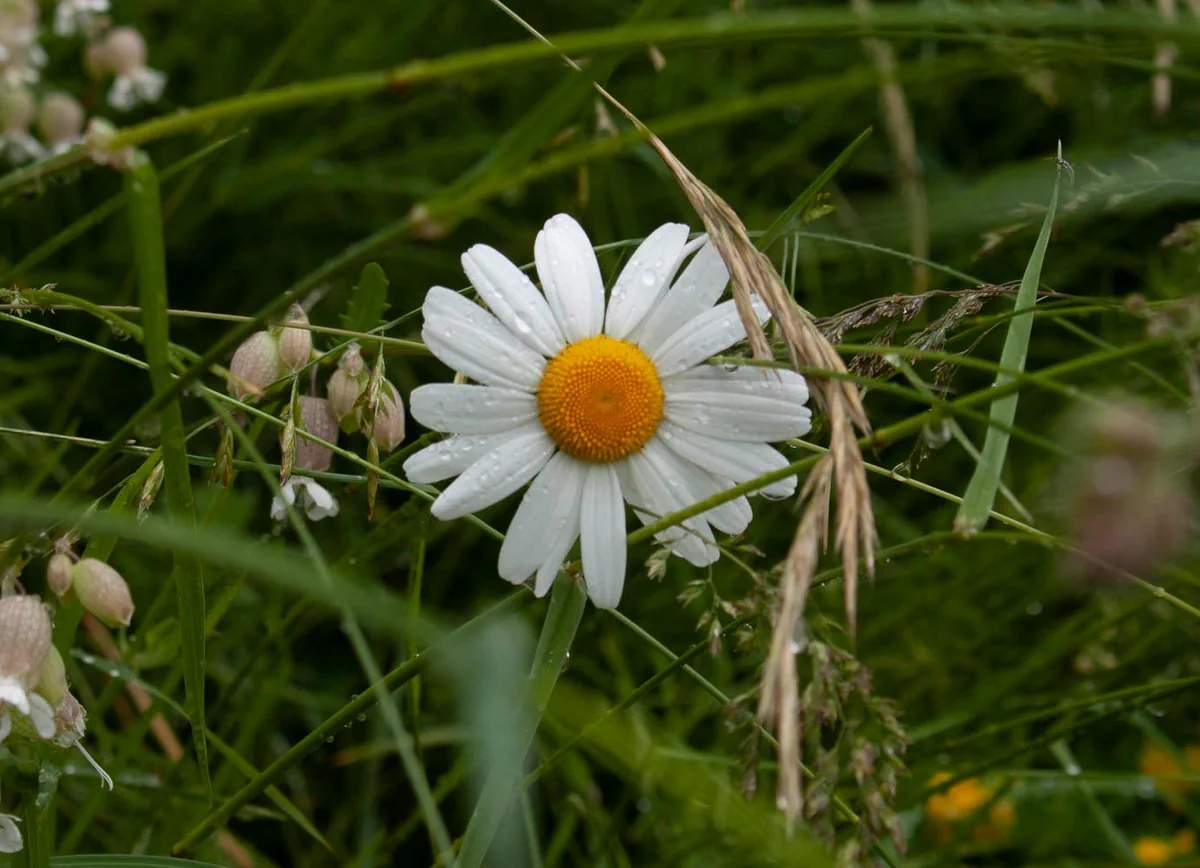 Marguerite