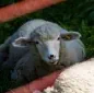 Moutons