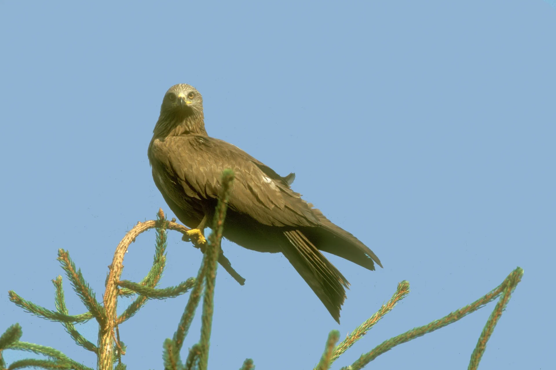 Milan noir   G.Lacroix