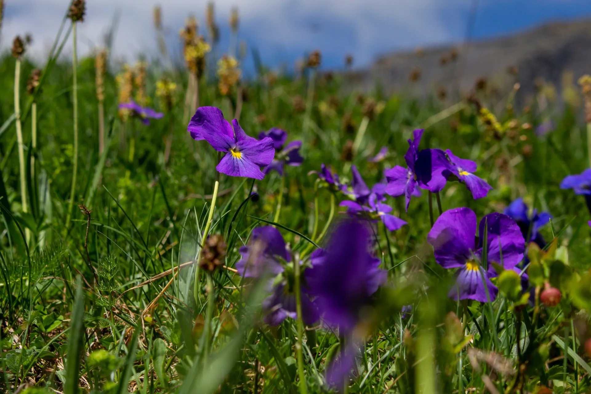 Pensée des Alpes