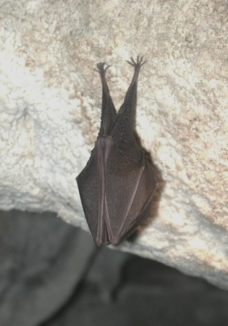 Petit rhinolophe Grotte de l'Aguzou  03 